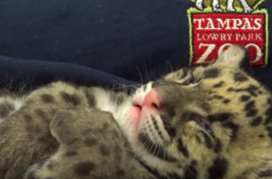 動物園で撮影された猫科の動物 ウンピョウ の赤ちゃんが可愛すぎる ラブリープレス