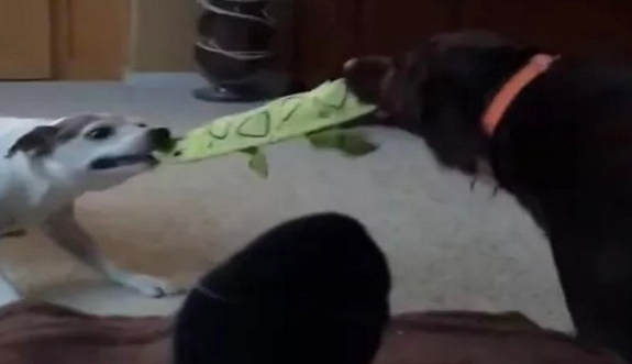 おもちゃの取り合いで激しくケンカする大きな犬を仲裁する小さな猫の威圧感が怖すぎる ラブリープレス