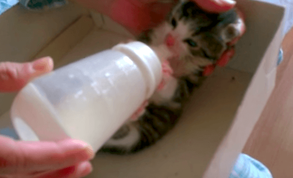 人間用の哺乳瓶でミルクを飲む子猫がかわいすぎる ラブリープレス