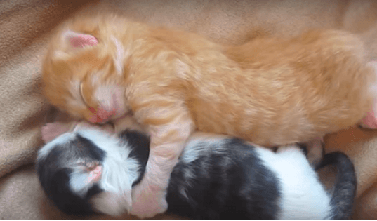 2匹の赤ちゃん猫が抱き合って眠る姿が天使すぎる 同じタイミングのあくびにキュン死 ラブリープレス