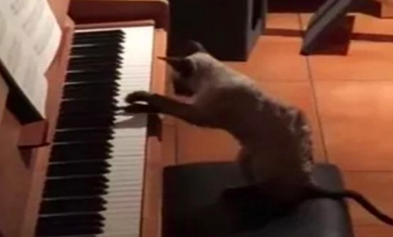 みんなが寝静まったはずの夜中にピアノの音が鳴り響く！？恐る恐る覗く 