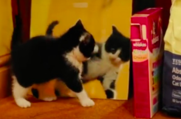 鏡の中の自分を見つけてビックリした子猫 不思議そうに見つめる様子が可愛い ラブリープレス