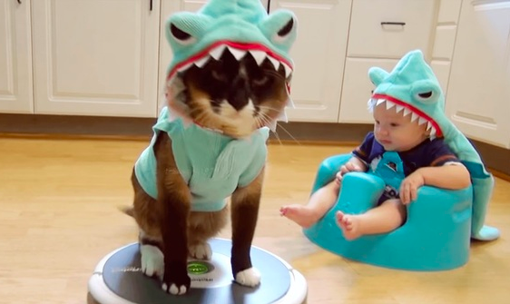 サメのコスプレをして無表情でルンバに乗る猫とそれを見ている赤ちゃんがシュールすぎる ラブリープレス