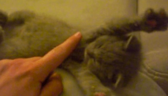 まん丸お腹の子猫を撫でたら面白い反応が見られて24秒で癒される 笑 ラブリープレス