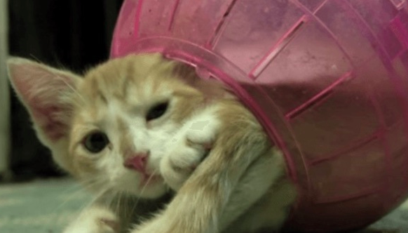 ハムスターボールの中でコロコロする猫の動画が1 500万回以上再生され 世界中の人々をキュン死させる ラブリープレス