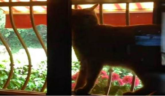 窓の隙間にすっぽり収まる猫!シルエットからは想像もつかない可愛いお
