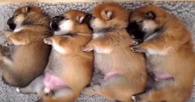 柴犬の子供4匹が並んでお昼寝している様子が可愛い ラブリープレス