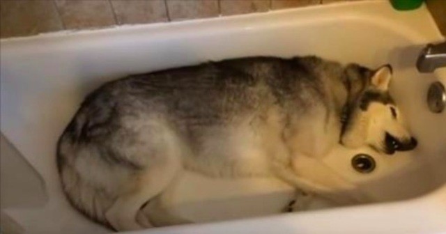 お風呂が好きすぎるハスキー犬 動画が始まって10秒後から腹筋の崩壊に注意 笑 ラブリープレス