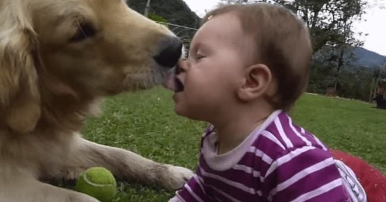ゴールデンレトリバー 赤ちゃん テニスボール ほんわか癒される動画 ラブリープレス