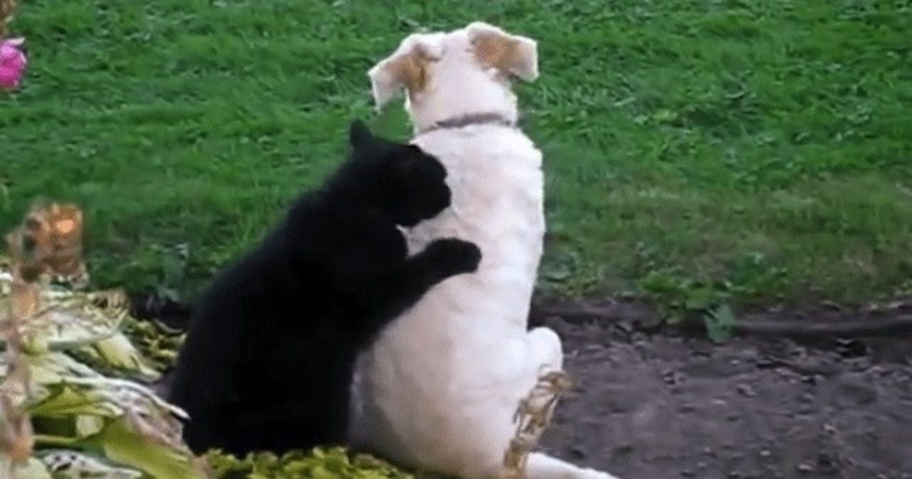 メス猫がオス犬にマッサージ 夫婦のような種族の違う2匹に癒される ラブリープレス