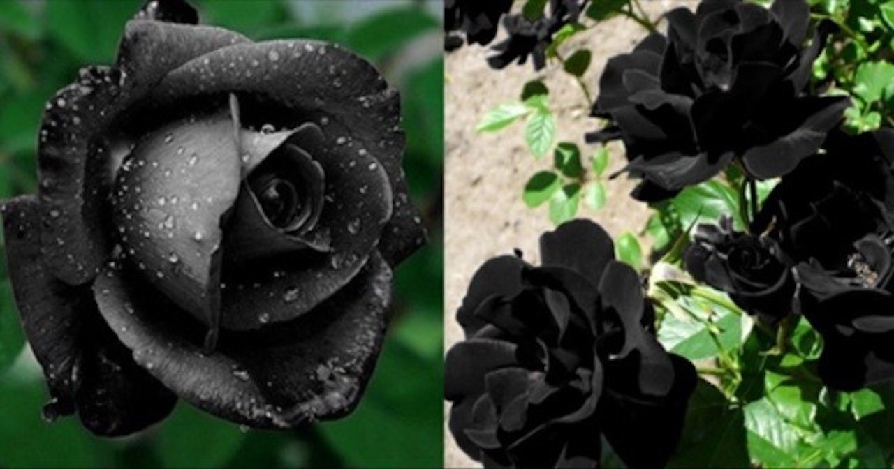 トルコの一部地域でしか咲かない黒い薔薇の花言葉は 決して滅びることのない愛 ラブリープレス