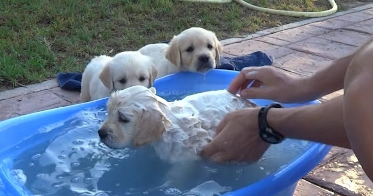 初めてお風呂に入るラブラドールレトリバーの様子に子犬の兄弟たちが興味津々 ラブリープレス