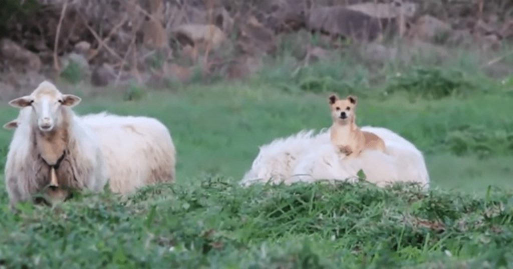 ドヤ顔で羊に乗っかり、こっちを見ながら吠えてくるワンちゃん(笑) ラブリープレス