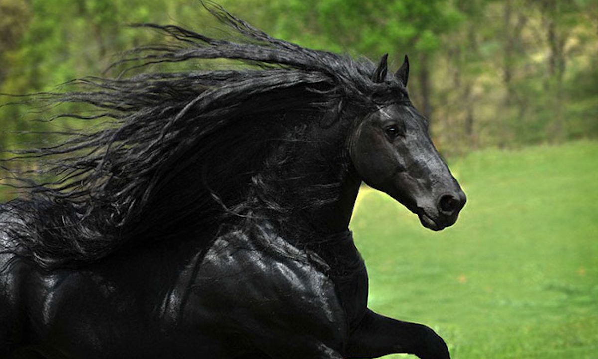 世界一美しいと言われる フレデリック という馬が話題に ラブリープレス