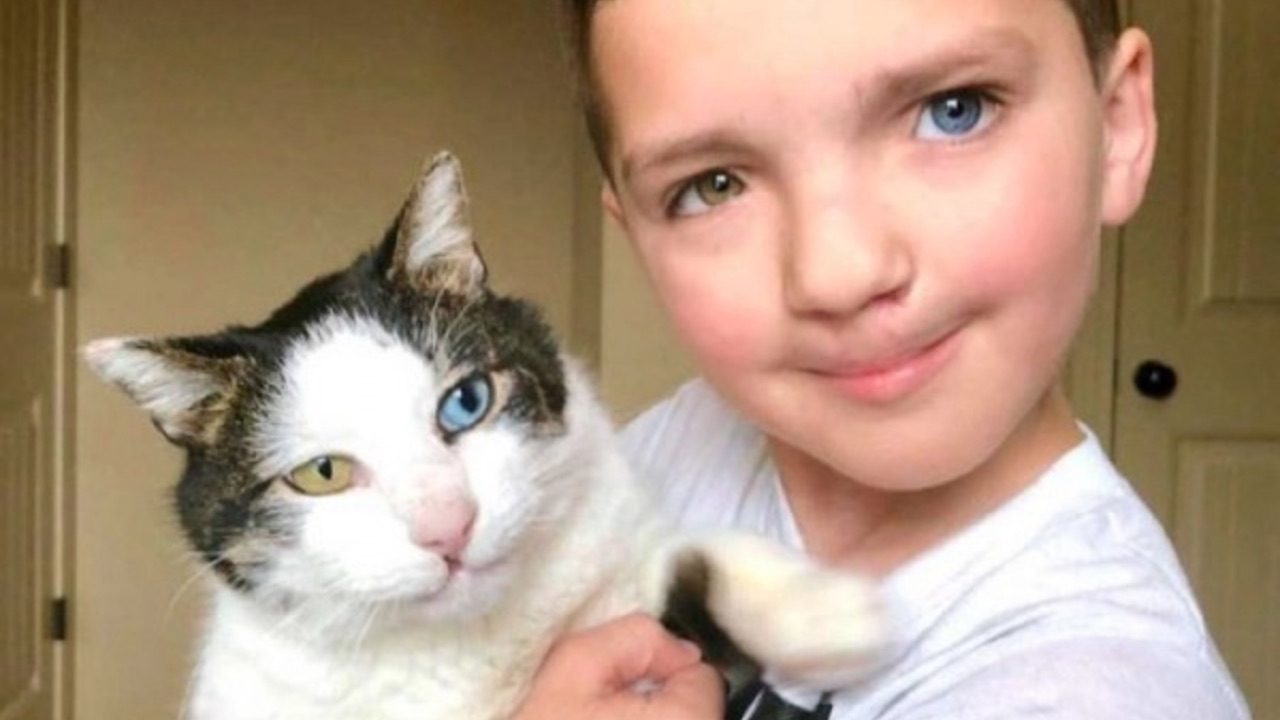 目の色が左右で異なる少年が全く同じ特徴の猫と出会った結果 ラブリープレス