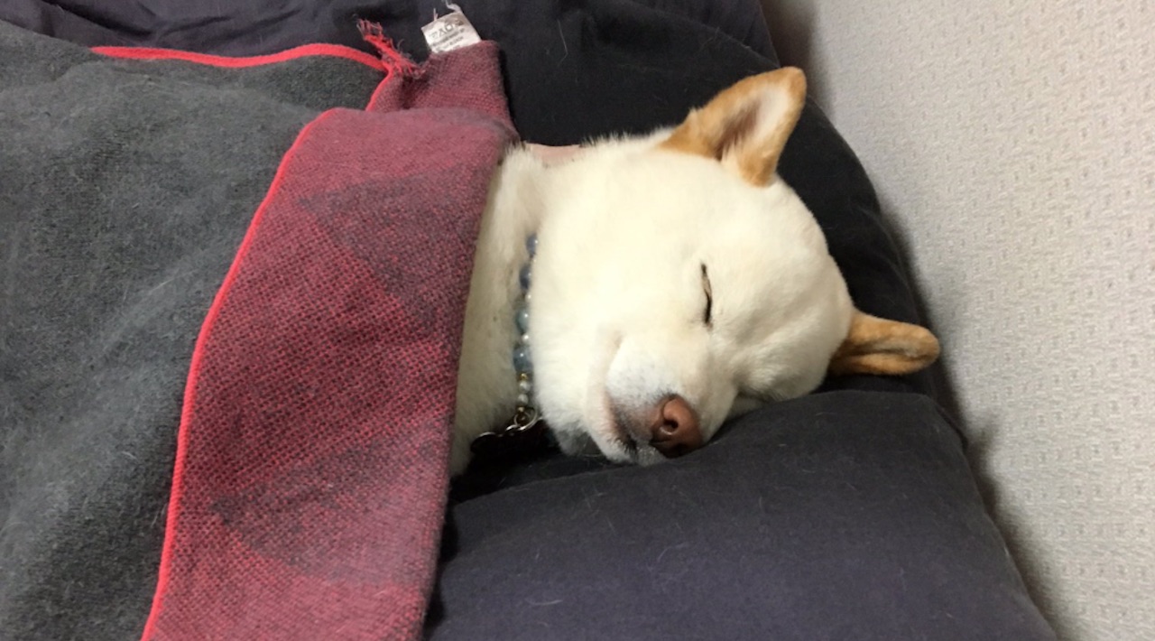 犬なんて米に味噌汁かけて食べさせておけば良い と言っていた父親の現在 ラブリープレス