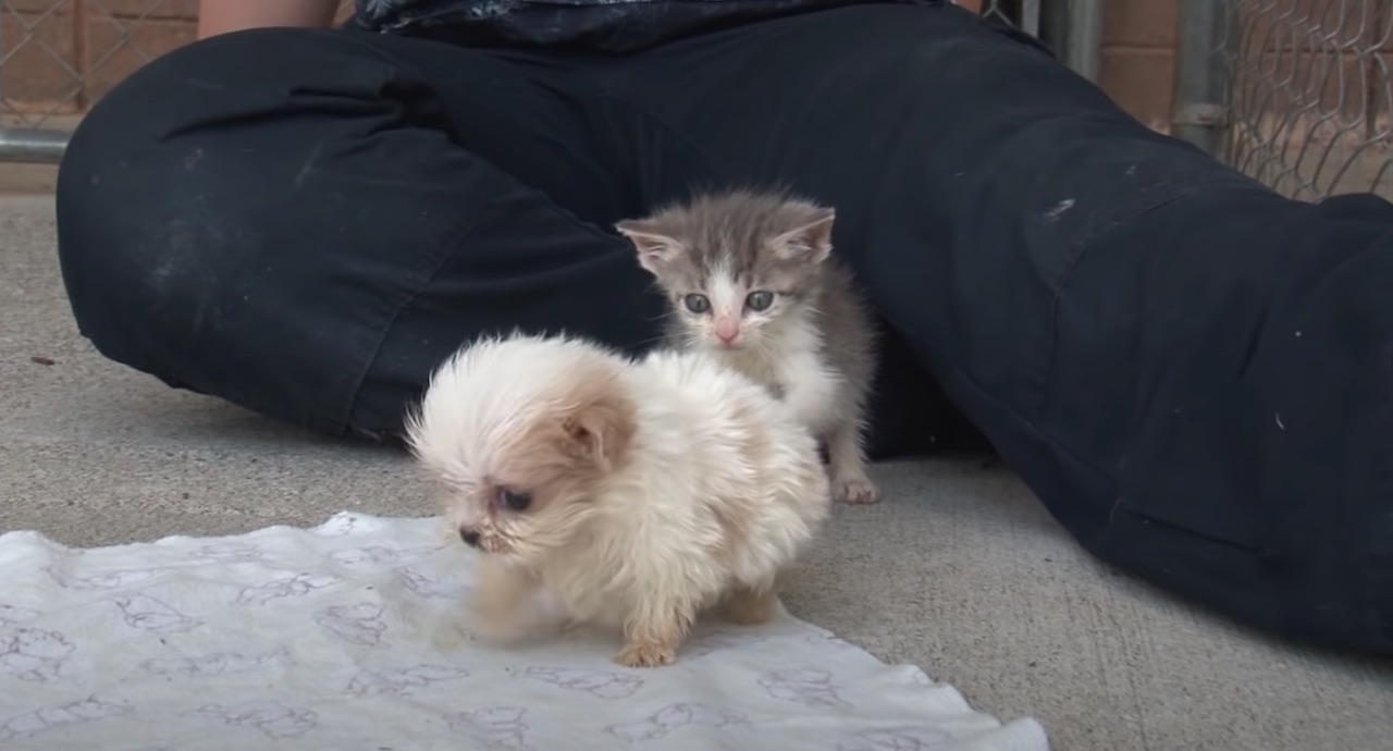 モフモフな子犬と子猫のヨチヨチ歩きが可愛い 仲良し2匹が遊ぶ光景にキュン ラブリープレス