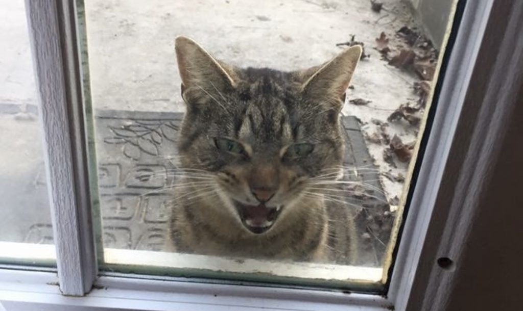 玄関の前に現れた野良猫の凄まじい気迫に圧倒されてドアを開けた結果・・・ ラブリープレス